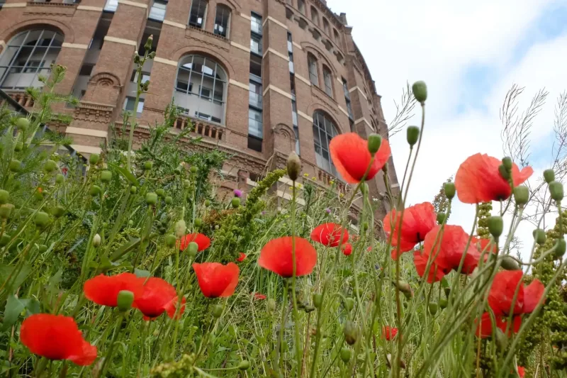 Roter Klatschmohn blüht auf der Wiese vor den Gasometern