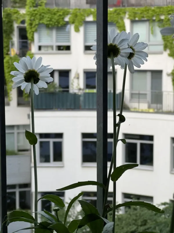 Blumen am Balkon