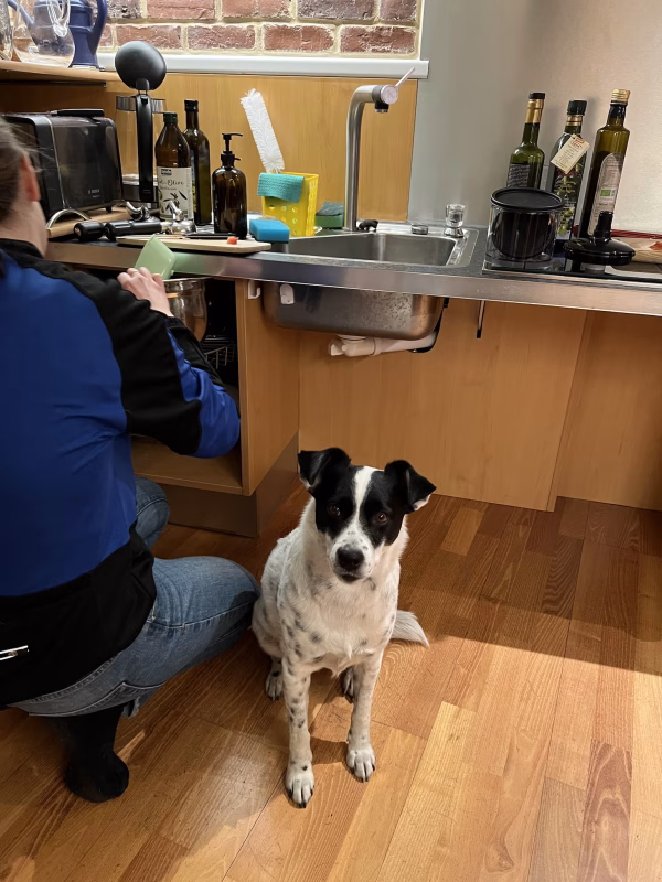 Hündin Missy der Persönlichen Assistentin während des Dienstes in der Küche.