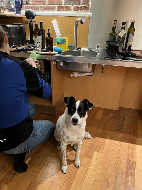 Hündin Missy im Assistenzteam während eines Dienstes. Die Persönliche Assistentin Simone hilft Geschirr aus dem Geschirrspüler zu verräumen Hündin Missy im Assistenzteam während eines Dienstes. Die Persönliche Assistentin Simone hilft Geschirr aus dem Geschirrspüler zu verräumen