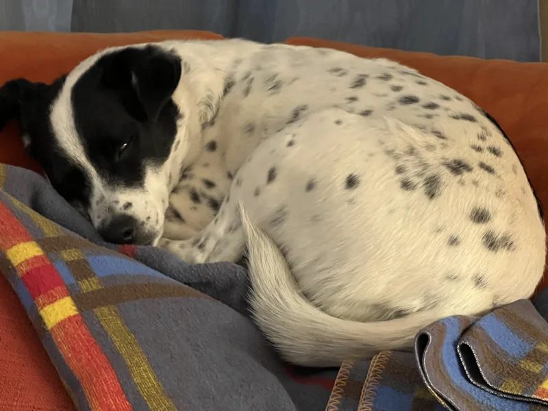 Persönliche Assistentin mit Hund haben Pause während des Trainings