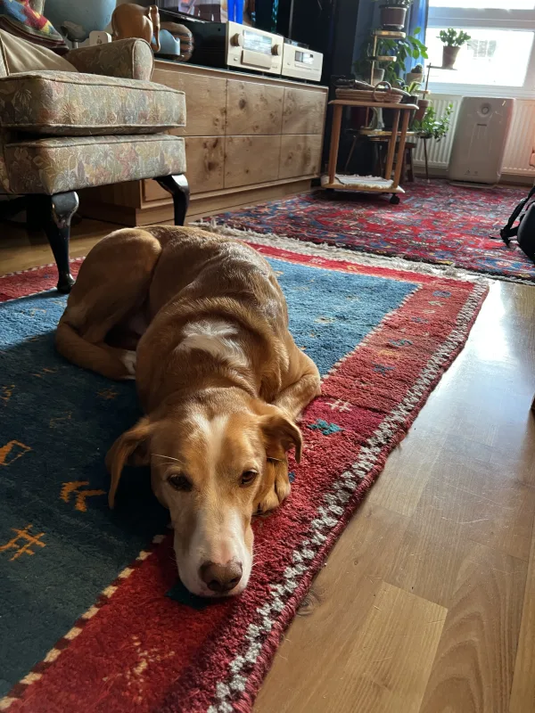 Hund Don einer Persönlichen Assistentin beim Dienst