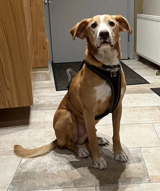 Hund Don ist regelmäßig auf Diensten mit der Persönlichen Assistenz dabei und muss so nicht alleine zuhause sein.