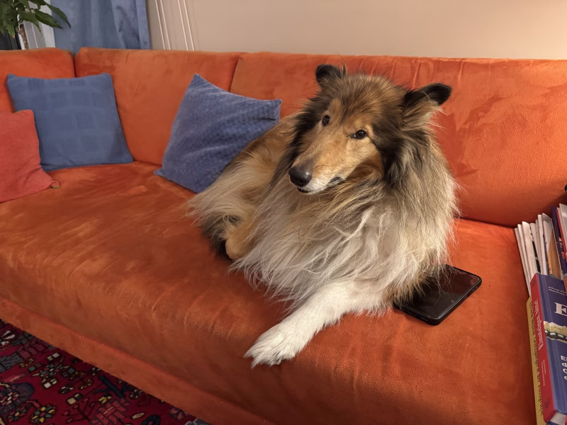 Die Hündin Feli ist im Dienst mit der Persönlichen Assistentin Miriam dabei. Egal ob Draußen oder in der Wohnung, Feli behält den Überblick.
