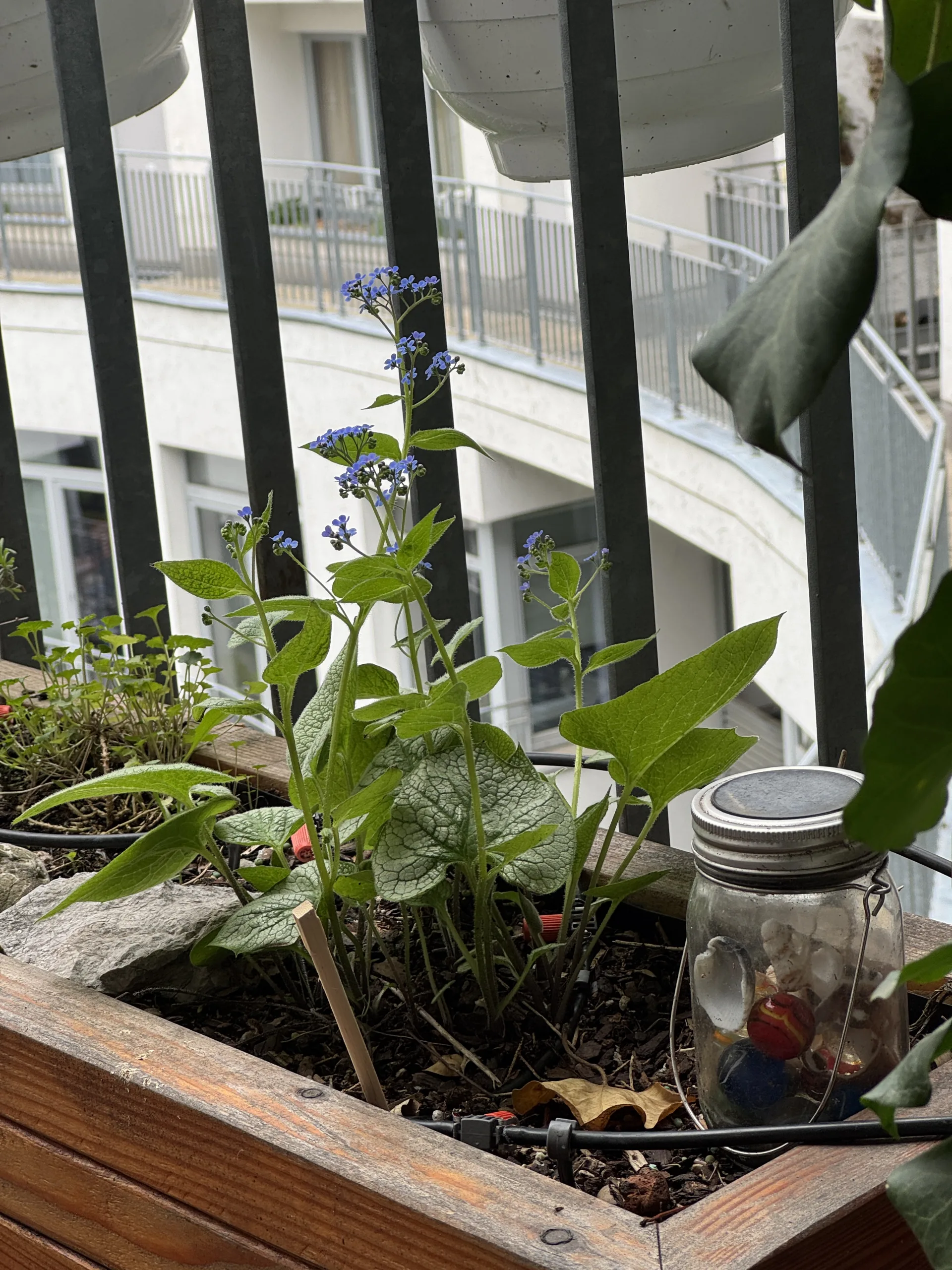 Die Pflanzen blühen dank der Unterstützung der Persönlichen Assistenz am Balkon.