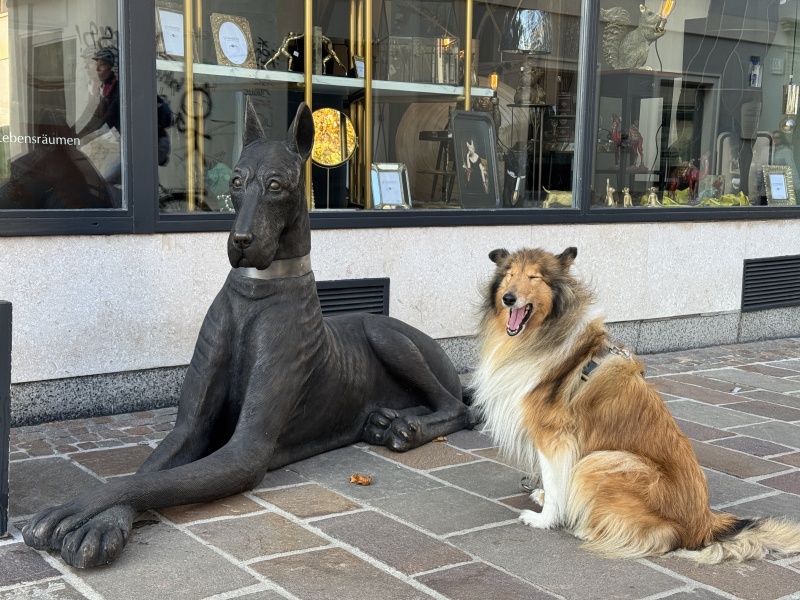 Ein Hundekollege bei einem Spaziergang mit Hündin Feli