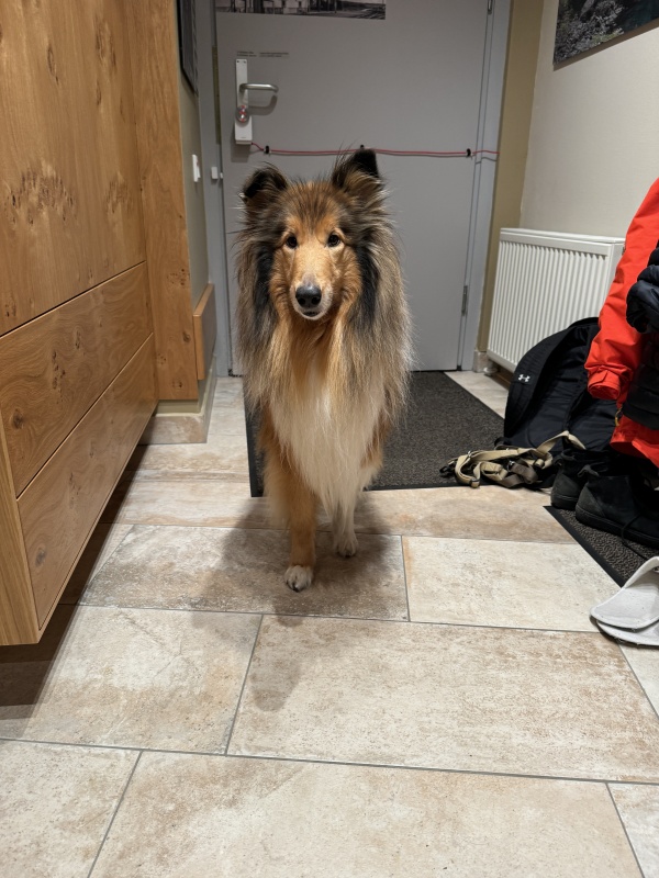 Feli wartet auf den Spaziergang in die Löwygrube