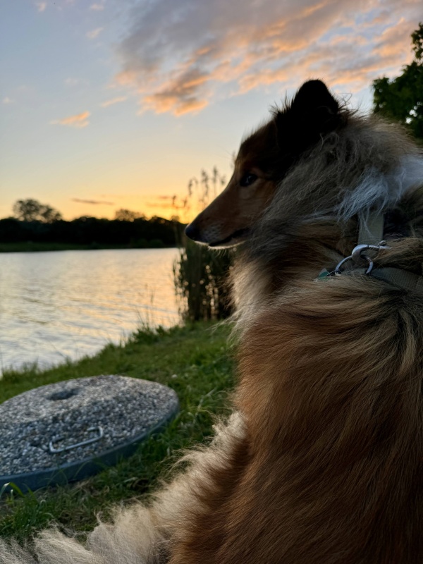 Hund Feli bei einem Assistenzdienst.