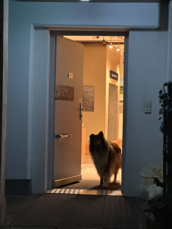 Hund Feli wartet in der Türe nach der Rückkehr von der Arbeit bei der ÖBB, wo Hunde nicht überall in die Betriebsanlagen hinein dürfen.